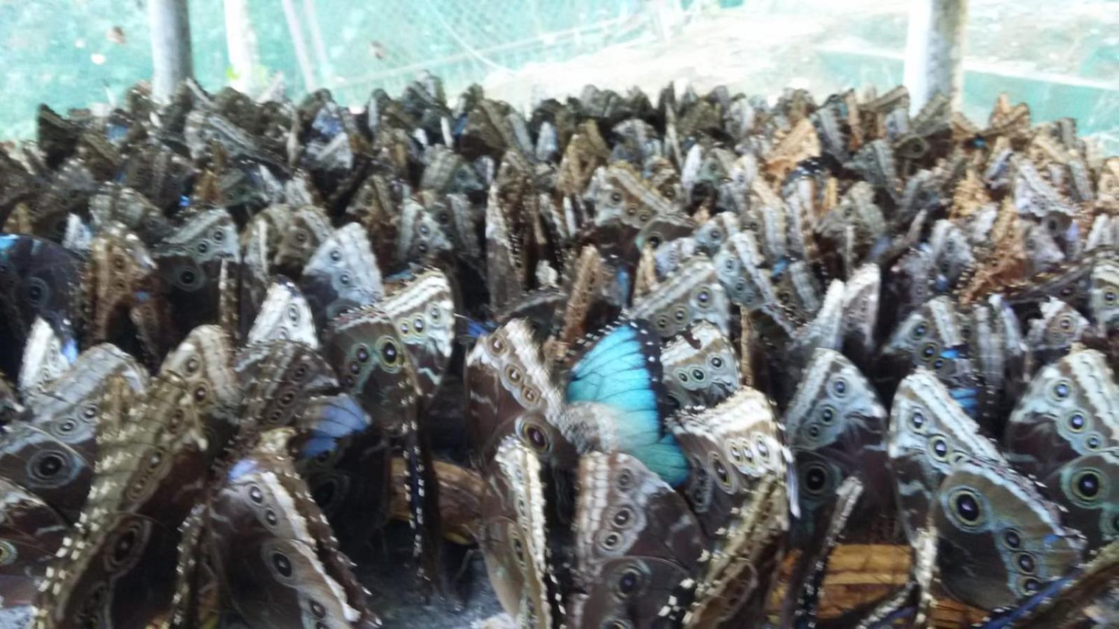 El Rincon De Las Flores Bajo Tigre Εξωτερικό φωτογραφία