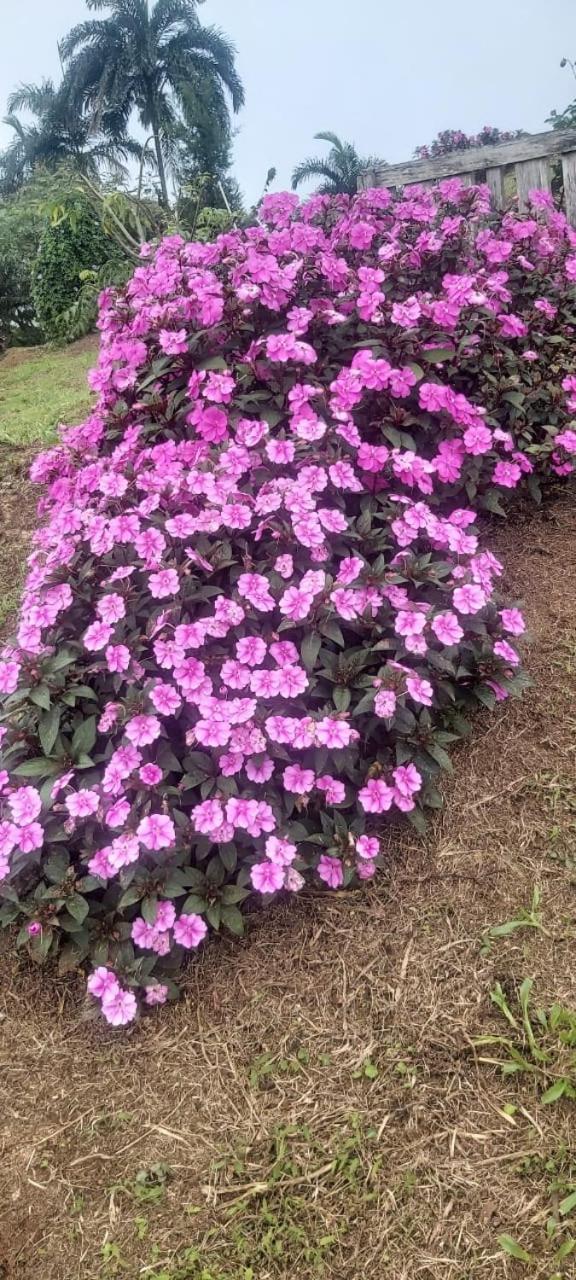 El Rincon De Las Flores Bajo Tigre Εξωτερικό φωτογραφία